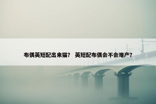 布偶英短配出来猫？ 英短配布偶会不会难产？