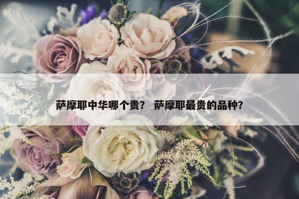 萨摩耶中华哪个贵？ 萨摩耶最贵的品种？