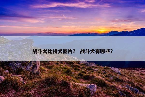 战斗犬比特犬图片？ 战斗犬有哪些？