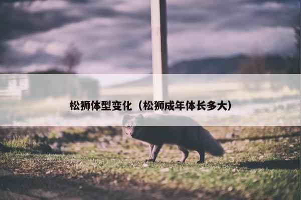 松狮体型变化（松狮成年体长多大）