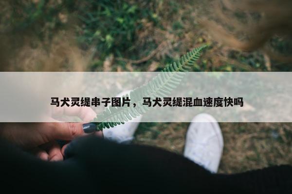 马犬灵缇串子图片，马犬灵缇混血速度快吗