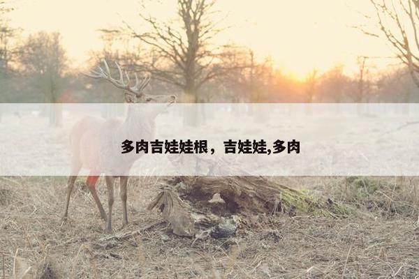 多肉吉娃娃根，吉娃娃,多肉