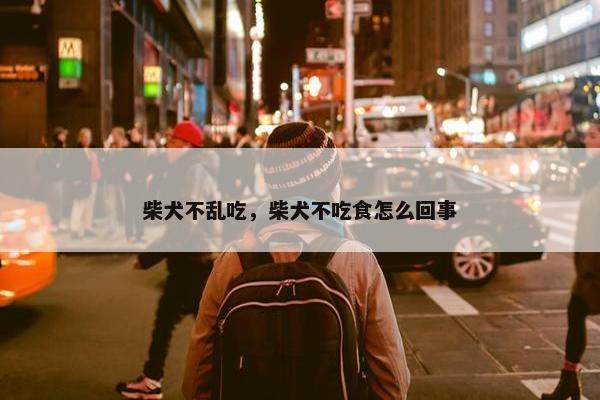 柴犬不乱吃，柴犬不吃食怎么回事