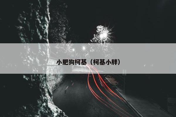 小肥狗柯基（柯基小胖）