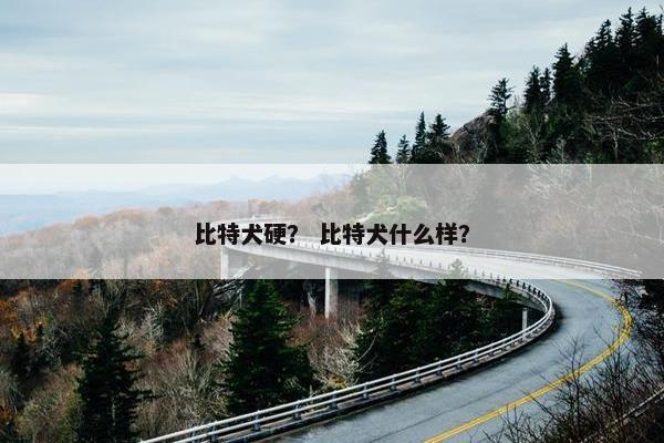 比特犬硬？ 比特犬什么样？