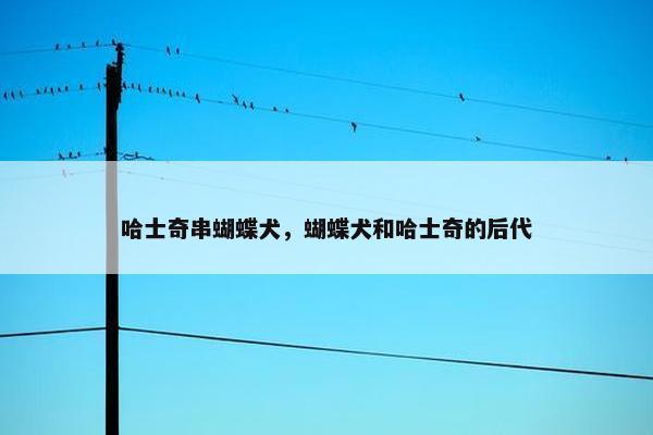 哈士奇串蝴蝶犬，蝴蝶犬和哈士奇的后代