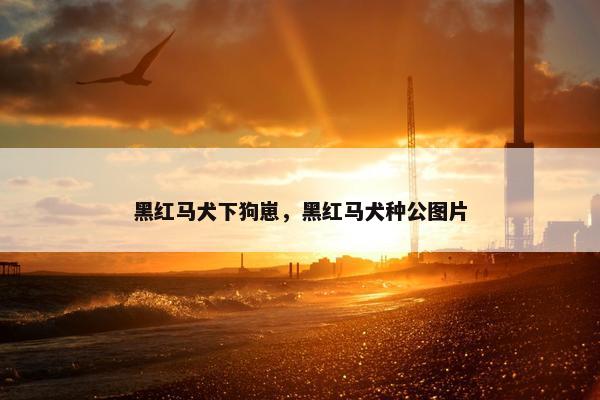 黑红马犬下狗崽，黑红马犬种公图片