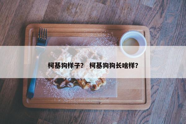 柯基狗样子？ 柯基狗狗长啥样？