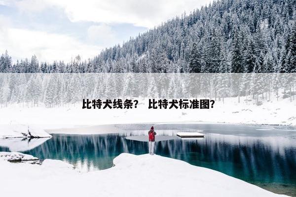 比特犬线条？ 比特犬标准图？