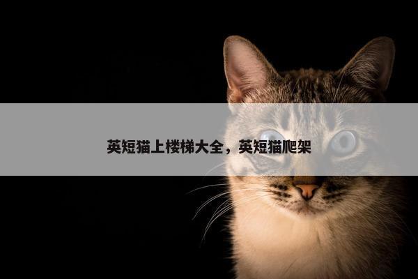 英短猫上楼梯大全，英短猫爬架