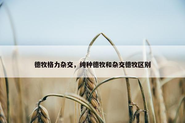 德牧格力杂交，纯种德牧和杂交德牧区别