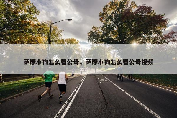 萨摩小狗怎么看公母，萨摩小狗怎么看公母视频