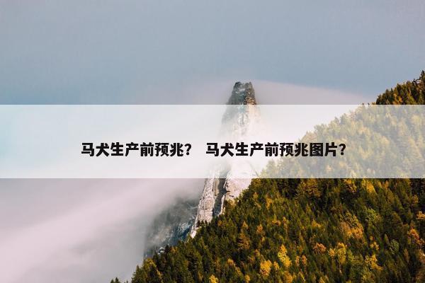 马犬生产前预兆？ 马犬生产前预兆图片？