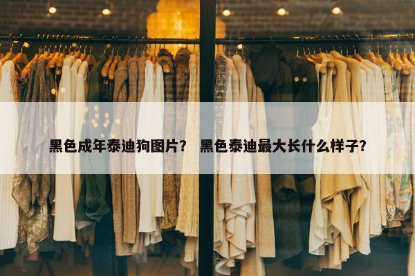 黑色成年泰迪狗图片？ 黑色泰迪最大长什么样子？