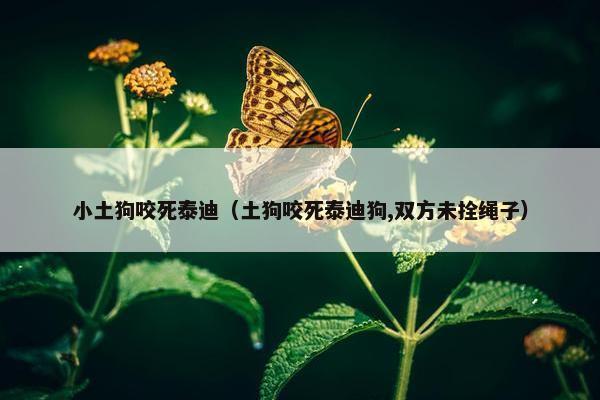 小土狗咬死泰迪（土狗咬死泰迪狗,双方未拴绳子）