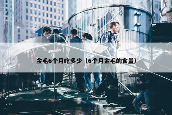 金毛6个月吃多少（6个月金毛的食量）