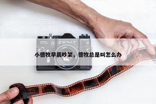 小德牧早晨吵架，德牧总是叫怎么办
