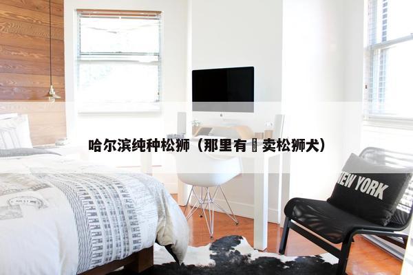 哈尔滨纯种松狮（那里有岀卖松狮犬）