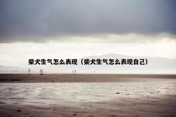 柴犬生气怎么表现（柴犬生气怎么表现自己）