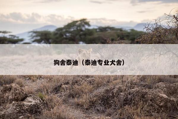狗舍泰迪（泰迪专业犬舍）