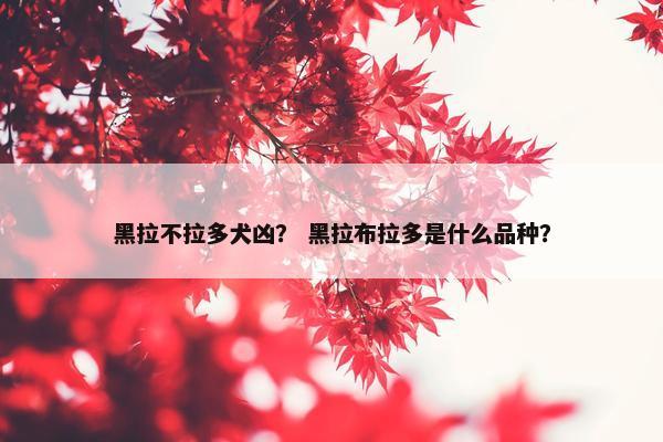 黑拉不拉多犬凶？ 黑拉布拉多是什么品种？