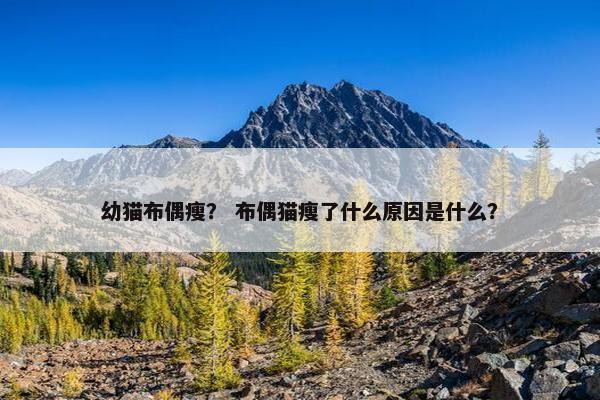幼猫布偶瘦？ 布偶猫瘦了什么原因是什么？