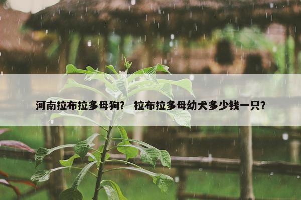 河南拉布拉多母狗？ 拉布拉多母幼犬多少钱一只？