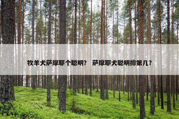 牧羊犬萨摩耶个聪明？ 萨摩耶犬聪明排第几？