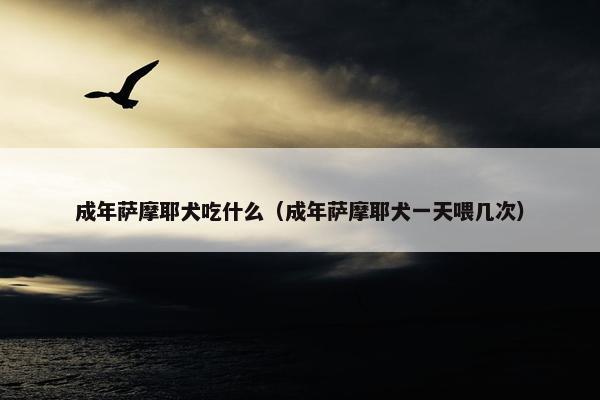 成年萨摩耶犬吃什么（成年萨摩耶犬一天喂几次）