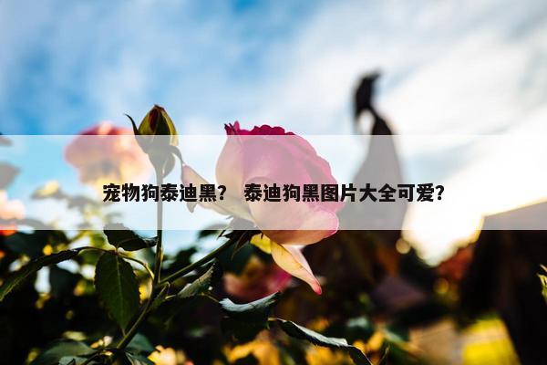 宠物狗泰迪黑？ 泰迪狗黑图片大全可爱？