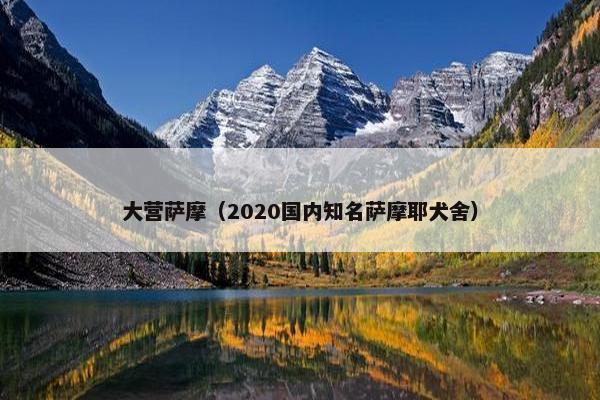 大营萨摩（2020国内知名萨摩耶犬舍）
