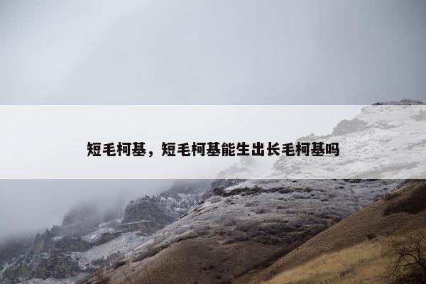 短毛柯基，短毛柯基能生出长毛柯基吗