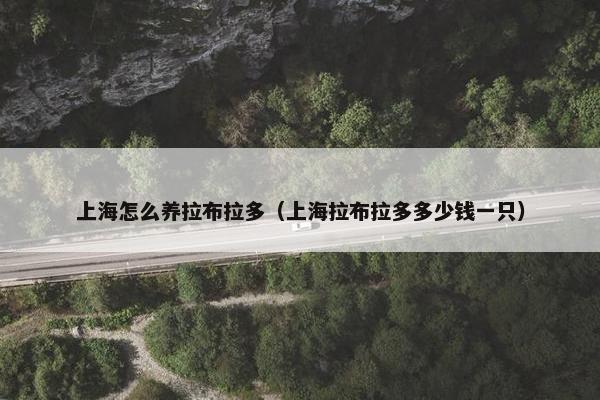 上海怎么养拉布拉多（上海拉布拉多多少钱一只）