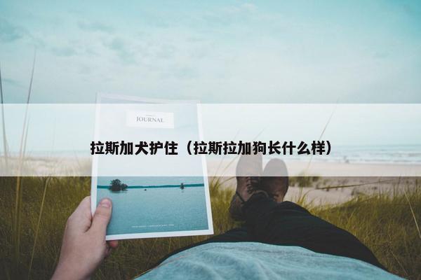 拉斯加犬护住（拉斯拉加狗长什么样）