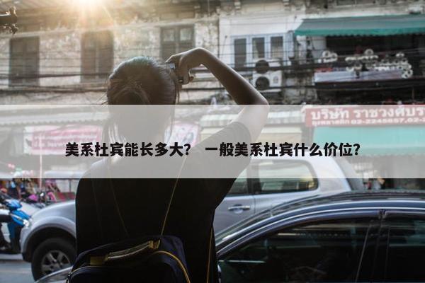 美系杜宾能长多大？ 一般美系杜宾什么价位？
