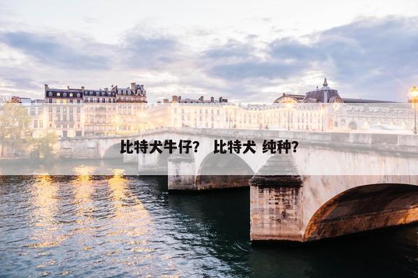 比特犬牛仔？ 比特犬 纯种？