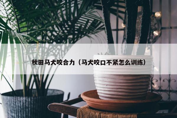 秋田马犬咬合力（马犬咬口不紧怎么训练）