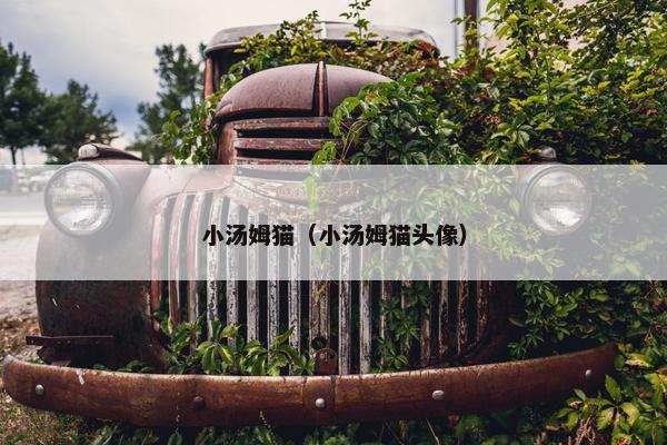 小汤姆猫（小汤姆猫头像）