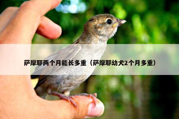 萨摩耶两个月能长多重（萨摩耶幼犬2个月多重）