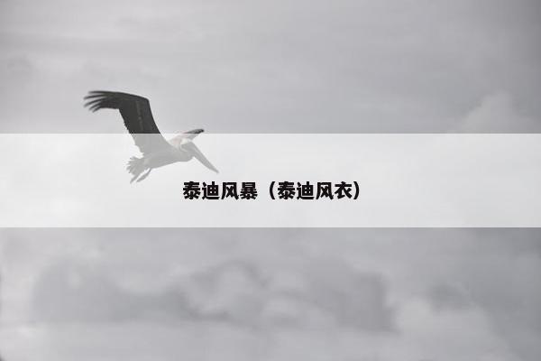 泰迪风暴（泰迪风衣）