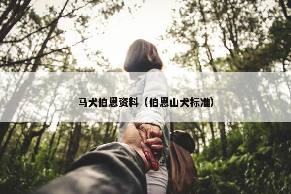 马犬伯恩资料（伯恩山犬标准）