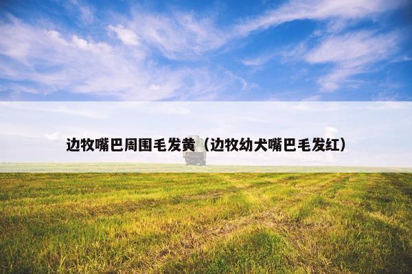 边牧嘴巴周围毛发黄（边牧幼犬嘴巴毛发红）