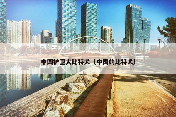 中国护卫犬比特犬（中国的比特犬）