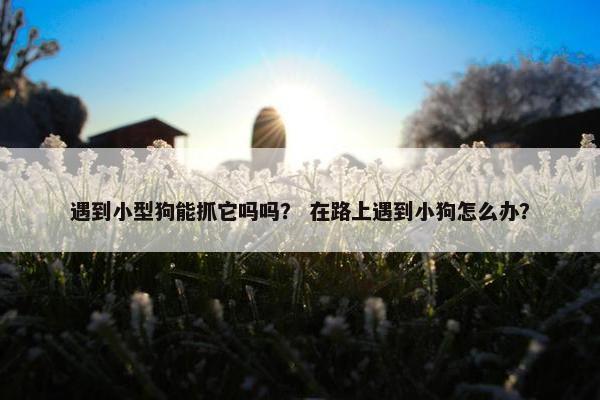 遇到小型狗能抓它吗吗？ 在路上遇到小狗怎么办？