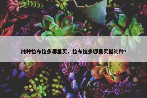 纯种拉布拉多哪里买，拉布拉多哪里买最纯种?