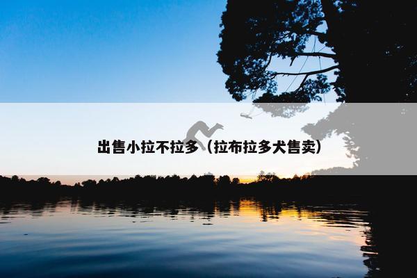 出售小拉不拉多（拉布拉多犬售卖）