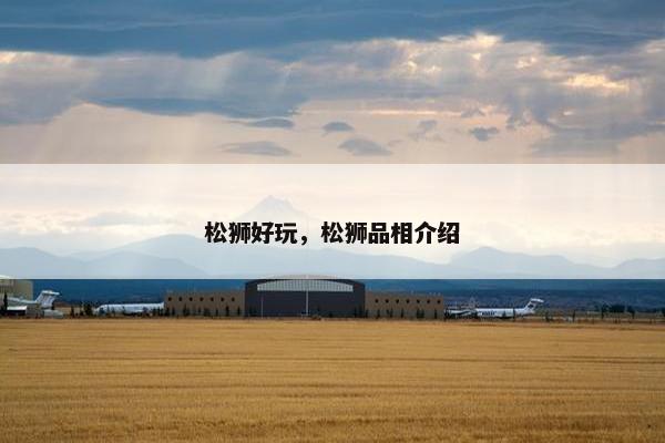 松狮好玩，松狮品相介绍