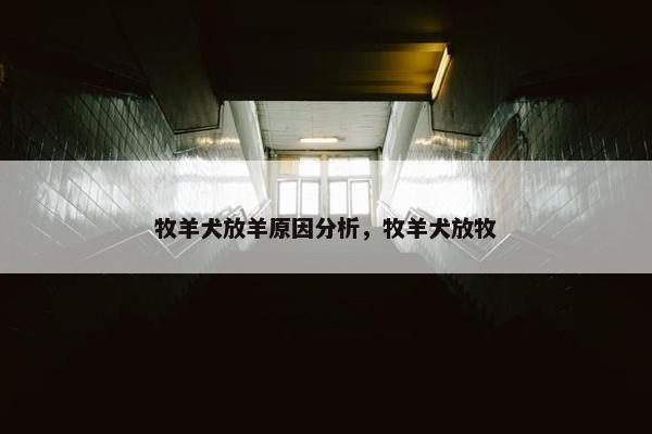 牧羊犬放羊原因分析，牧羊犬放牧