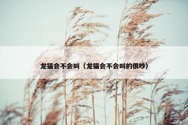 龙猫会不会叫（龙猫会不会叫的很吵）