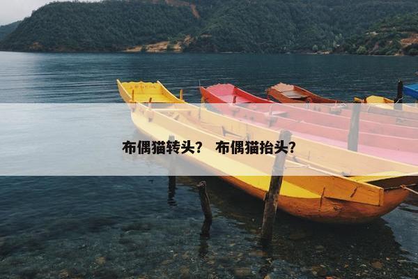 布偶猫转头？ 布偶猫抬头？